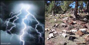 image: Lightning Strike Kills 500 Goats in Chamoli