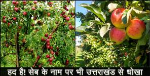 image: HARSHIL APPLE SELING BY THE NAME OF HIMACHAL APPLE