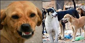image: dog squad will control stray dogs in uttarakhand