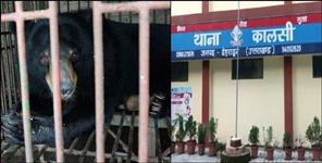 image: Two wildlife smugglers arrested with bear bile