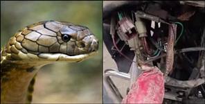 image: King Cobra found in bike headlight in Haldwani