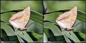 image: Rare butterfly returned to Nainital after 110 years