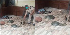 image: Women smuggler arrested in udham singh nagar