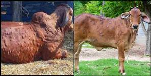 image: Lumpy Virus in Pets in Uttarakhand Know Symptoms and Prevention