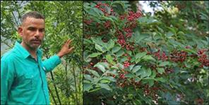 image: Uttarakhand Bageshwar Balwant Karki Timur Farming