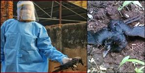 image: Dead birds found in Srinagar Garhwal