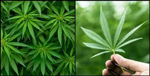 image: United Nation recognizes cannabis