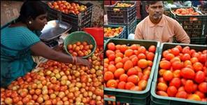 image: Afghani tomato to import in Dehradun vegetable market