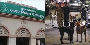 image: Campaign will be run against dog attacks in Dehradun