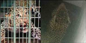 image: Tehri Garhwal Thapla Village Leopard Stuck in Bathroom