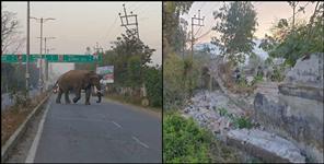 image: Rishikesh AIIMS Elephant on the road