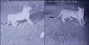image: Pithoragarh three leopard in thal market