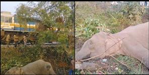image: Elephant train collision in Lalkuan Nainital