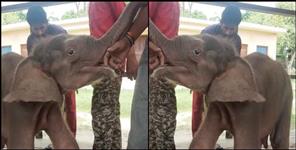 image: Elephant baby separated from mother in Haridwar