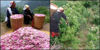image: Story of joshimath villegers