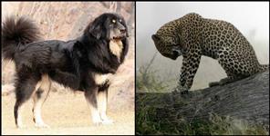 image: Dog saved the life of a woman in Almora