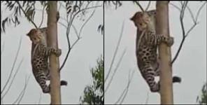 image: Leopard climbed in tree in haridwar chandpur