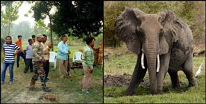 image: elephant killed two people in haridwar