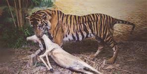 image: Tiger deer video in Corbett National Park