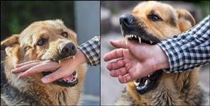 image: People troubled by stray dog in Dehradun