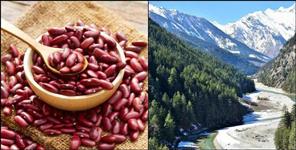 image: Health Benefits of Uttarakhand Harshil Valley Rajma