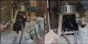 image: Bear baby trapped in flour mill in Chaundi village of Rudraprayag