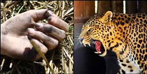 image: Leopard attacked woman in Pauri Garhwal