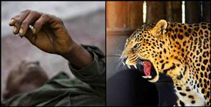 image: Leopard killed a man  in Chamoli