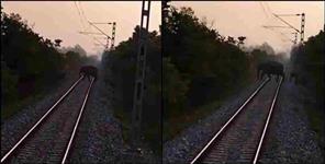 image: uttarakhand tanda range railway track elephant video