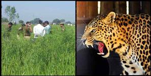 image: Leopard in Pithoragarh Boyle village