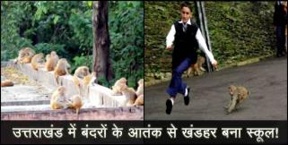 image: monkey creating problams in uttarakhand