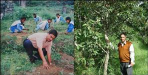 image: Almora Teacher Mohan Chandra Kandpal Tree Plantation