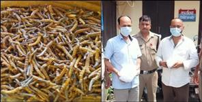 image: Uttarakhand Himalayan Viagra keeda jadi cordyceps smuggling