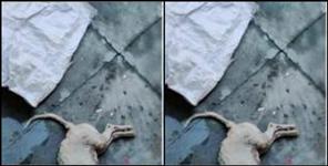 image: Man killed dog in dehradun