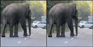image: Elephant on Kotdwar-Dugadda highway