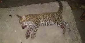 image: Leopard cub killed in champawat