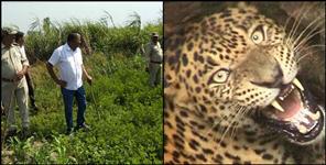 image: leopard attack women in rudraprayag