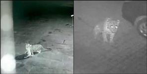 image: Leopard attacks dog in lalkuan