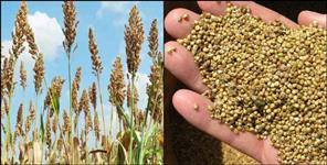image: Uttarakhand millet will be sold in Denmark
