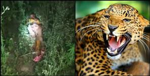 image: Leopard attack on Magan Lal of Panther village in Uttarkashi