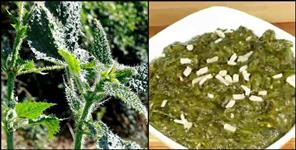image: Benefits of uttarakhand kandali