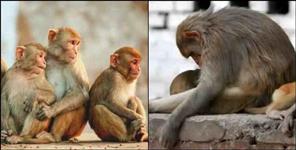 image: Big disclosure about death of 15 monkeys in Dehradun Lachhiwala