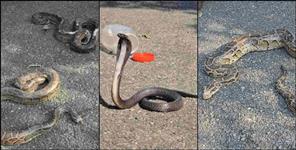 image: Several venomous snakes appeared simultaneously in Ramnagar