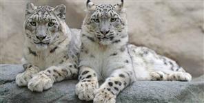 image: India s First Snow Leopard Conservation Center in Uttarakhand