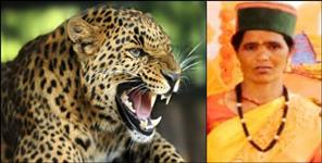 image: Leopard attack on Bhagirathi Devi in Uttarkashi Chinyalisaur