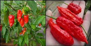 image: Bhut jolokia chilli production in tehri garhwal