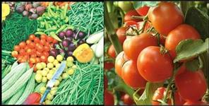 image: 200 to 250 kg tomato in Dehradun