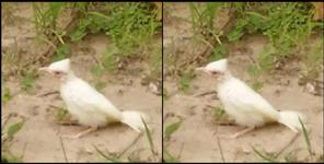 image: White Himalayan Bulbul seen in Jim Corbett Park