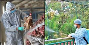 image: Dead birds found in Udham Singh Nagar