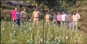 image: Opium cultivation in Moonglodi village of Tehri Garhwal